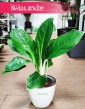 Aglaonema Cintho King, Aglonema Cintho King kup w sklepie stacjonarnym lub online