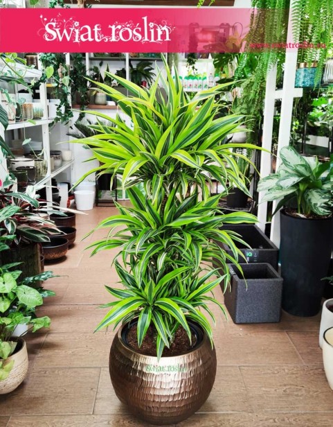 Gęsta Dracaena Deremensis Lemon Lime, Wielka Dracena Deremeńska Lemon Lime