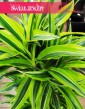 Gęsta Dracaena Deremensis Lemon Lime, Wielka Dracena Deremeńska Lemon Lime sklep wysyłka