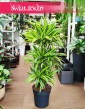 Gęsta Dracaena Deremensis Lemon Lime sklep online, Wielka Dracena Deremeńska Lemon Lime