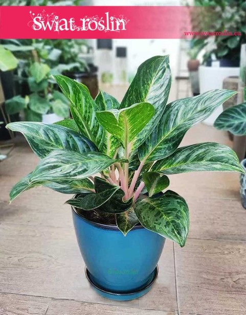 Aglaonema Cocomelon, Aglonema Cocomelon, sklep internetowy online wysyłka roślin