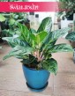 Aglaonema Cocomelon, Aglonema Cocomelon, sklep internetowy online wysyłka roślin