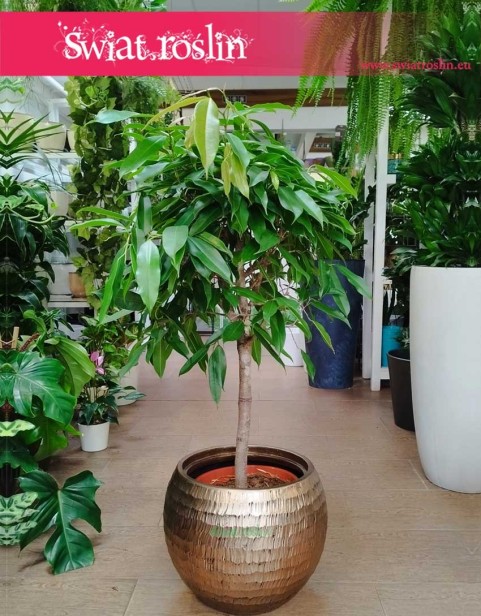 Fikus Amstel King Drzewko, Ficus Amstel King drzewko, Figowiec Amstel King drzewko, rośliny doniczkowe sklep internetowy online