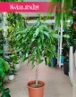 Fikus Amstel King Drzewko, Ficus Amstel King drzewko, Figowiec Amstel King drzewko, sklep z roślinami w Krakowie