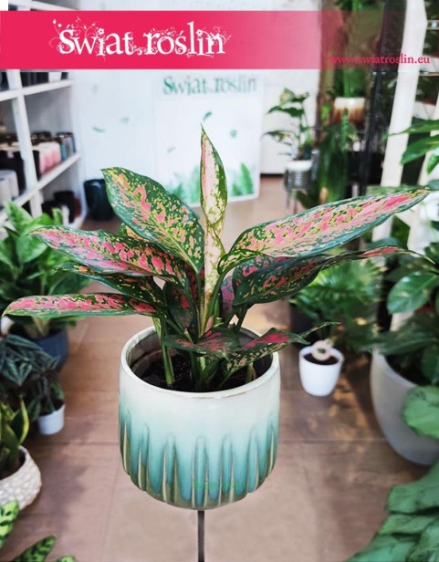 Aglaonema Point Star sklep online Kraków, Aglonema Point Star sklep z aglonemami w Krakowie