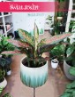 Aglaonema Point Star sklep online Kraków, Aglonema Point Star sklep z aglonemami w Krakowie