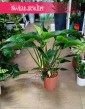 Philodendron Congo Green, Filodendron Congo Green sklep w krakowie z roślinami