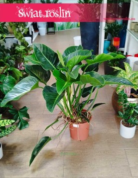 Philodendron Congo Green, Filodendron Congo Green sklep online internetowy wysyłka