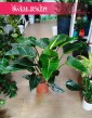 Philodendron Congo Green pienka roslina do domu sklep online wysyłka, Filodendron Congo Green