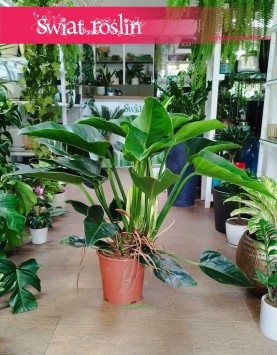 Philodendron Congo Green duża roślina do domu do biura do firmy sklep, Filodendron Congo Green