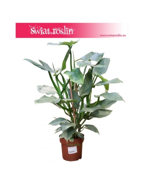 Filodendron Hastatum, Philodendron Hastatum 5