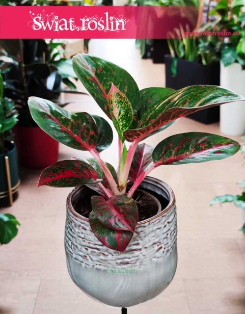Aglaonema Dark Star, Aglonema Dark Star