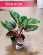 Aglaonema Dark Star, Aglonema Dark Star popularna roślina z insta do domu do mieszkania na biurko
