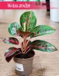Aglaonema Dark Star sklep w Krakowie internetowy wysyłka , Aglonema Dark Star