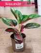 Roślina Aglaonema Dark Star sklep internetowy online, Aglonema Dark Star