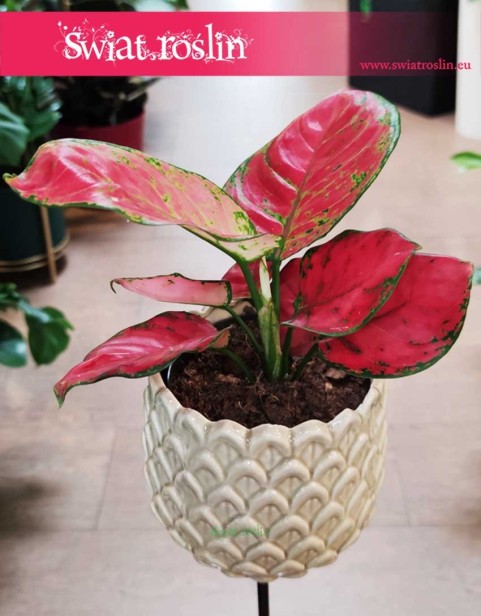 Roślina Aglaonema Red Joy, Aglonema Red Joy