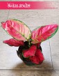 Aglaonema Red Joy, Aglonema Red Joy sklep z roślinami Kraków