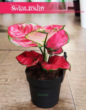 Aglaonema Red Joy, Aglonema Red Joy modna roślina z insta sklep online wysyłka