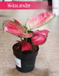 Aglaonema Red Joy sklep online w Krakowie, Aglonema Red Joy