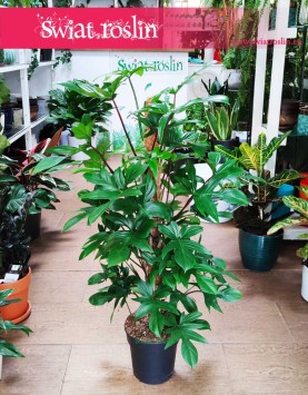 Duży Filodendron Pedatum na paliku, Philodendron Pedatum, Wielki Filodendron Postrzępiony na paliku, sklep z roślinami online