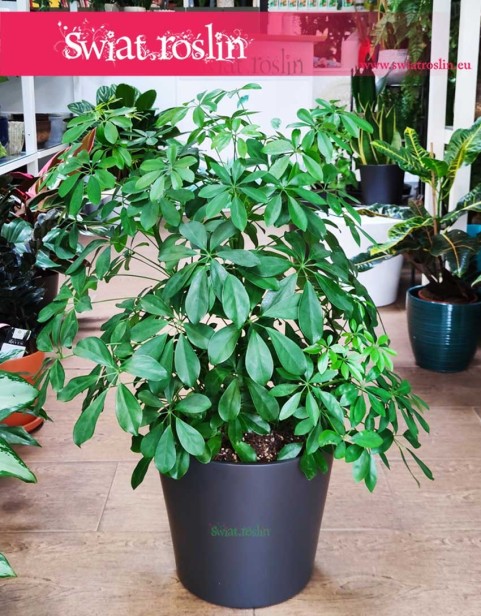 Schefflera Arboricola, Szeflera Arboricola