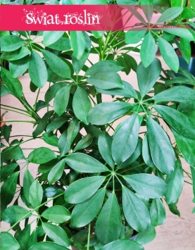 Schefflera Arboricola, Szeflera Arboricola roślina szybkorosnąca