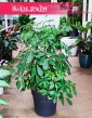 Schefflera Arboricola sklep w Krakowie internetowy online, Szeflera Arboricola