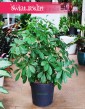 Schefflera Arboricola sklep internetowy online, Szeflera Arboricola