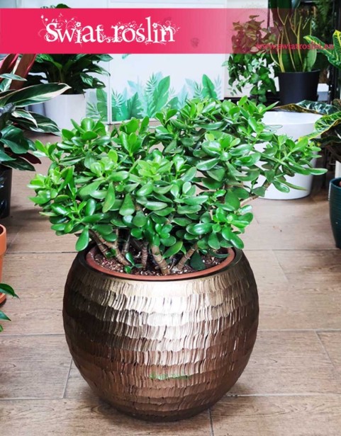 Grubosz jajowaty, Drzewko szczęścia sklep wysyłka, Crassula Ovata