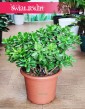 Grubosz jajowaty popularna roślina do mieszkania do salonu do biura, Drzewko szczęścia, Crassula Ovata
