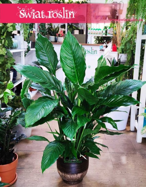 Skrzydłokwiat Sweet Lauretta, Spathiphyllum Sweet Lauretta.