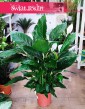 Skrzydłokwiat Sweet Lauretta sklep online wysyłka rośłin, Spathiphyllum Sweet Lauretta.