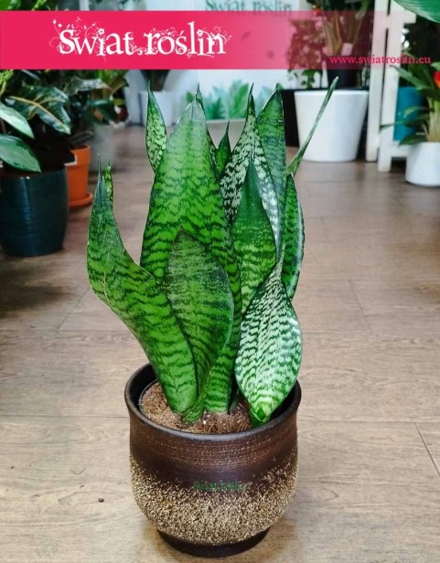 Sansevieria Trifasciata Robusta, Sansewieria Gwinejska Robusta,