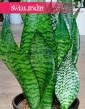 Sansevieria  Robusta sklep z roslinami internetowy online wysyłka, Sansewieria Gwinejska Robusta,