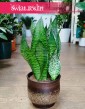 Sansevieria Trifasciata Robusta popularna roslina do biura do mieszkania do domu, Sansewieria Gwinejska Robusta,