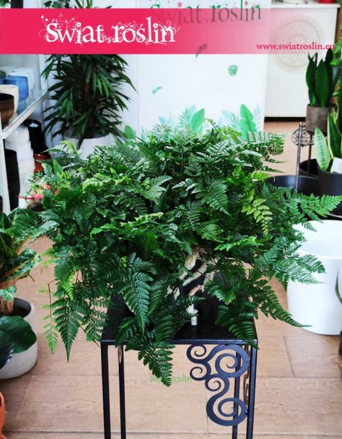 Davallia Humata Teyermanii, Dawalia Humata Teyermanii, Paproć Humata Tyermana, Paproć Tarantula.