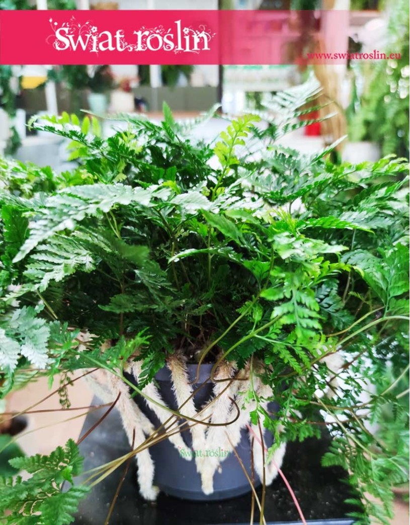 Davallia Tyermanii - Dawalia Humata tyermanii