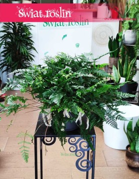 Davallia Humata Teyermanii, Dawalia Humata Teyermanii, Paproć Humata Tyermana sklep z Paprociami w Krakowie