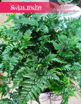 Davallia Humata Teyermanii rośliny sklep online, Dawalia Humata Teyermanii, Paproć Humata Tyermana, Paproć Tarantula.