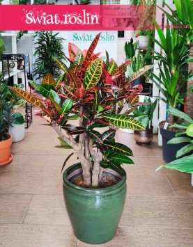 Kroton Petra roślina