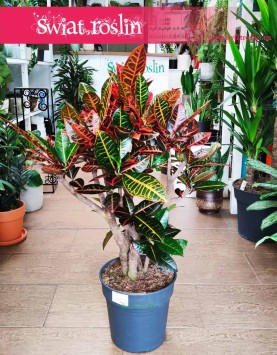 Kroton Petra sklep online  w Krakowie z roślinami