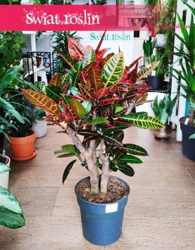 Kroton Petra roślina do biura do mieszkania do firmy do domu sklep internetowy online