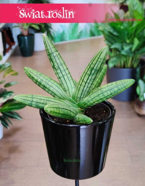 Sansevieria Cylindrica Inti , Sansewieria Cylindrica Inti.