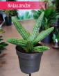Sansevieria Cylindrica Inti , Sansewieria Cylindrica Inti, rolsiny kraków, rzadkie rośliny sklep online