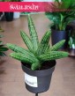 Sansevieria Cylindrica Inti , Sansewieria Cylindrica Inti sklep z roślinami online internetowy