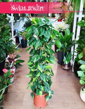 Wielki Filodendron Brazil na kracie, Duży Philodendron Brazil na stelażu wysyłka online internetowy sklep Kraków