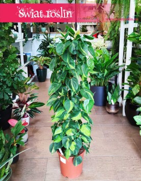 Duży Philodendron Scandens Brasil na kracie, Duży Filodendron Pnący Brasil na stelażu rośliny online sklep internetowy