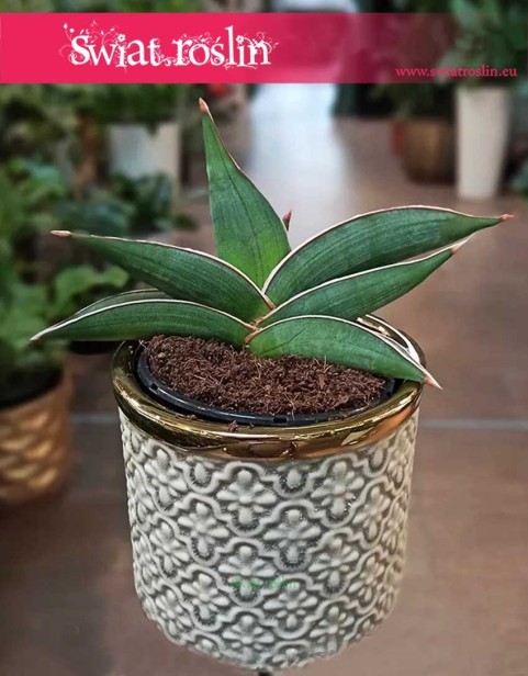 Sansevieria Almond Silver, Sansewieria Almond Silver