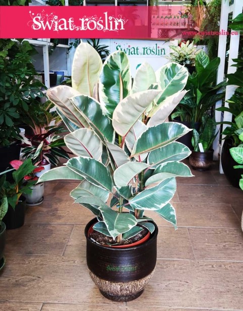 Fikus Elastica Tineke, Figowiec Sprężysty Tineke