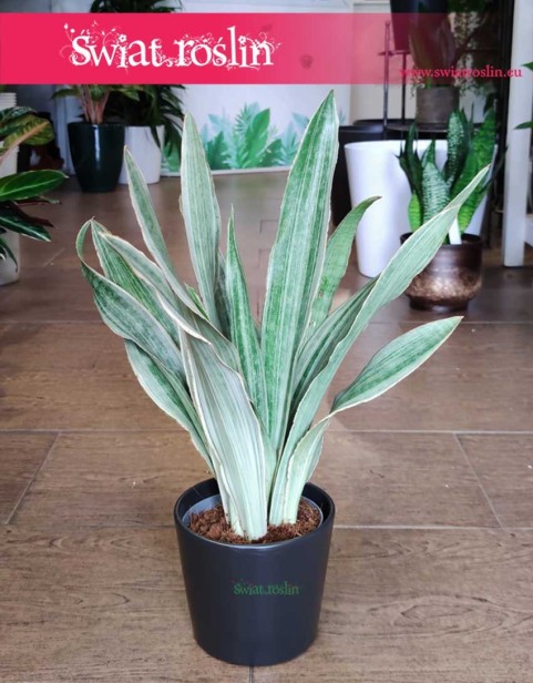 Sansevieria Metallica, Sansewieria Metallica